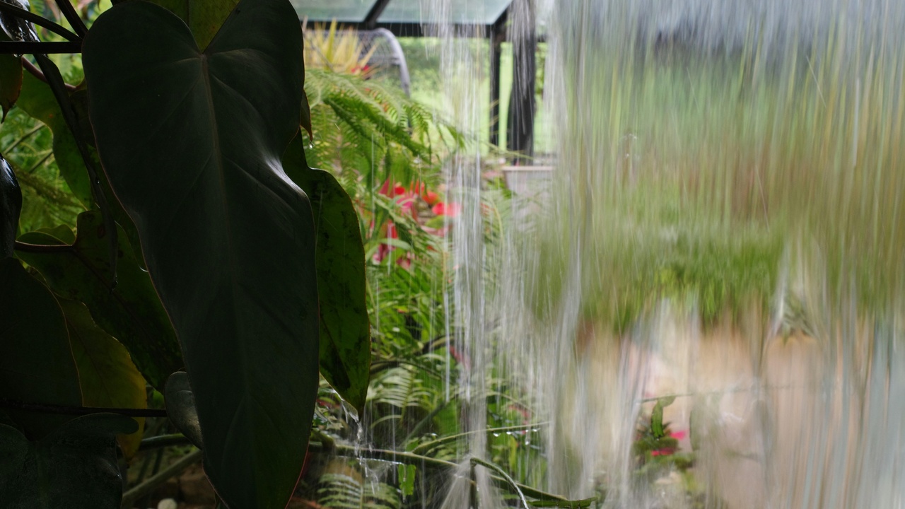 Rain garden absorbing runoff with diverse plantings showing resilience to heavy rain