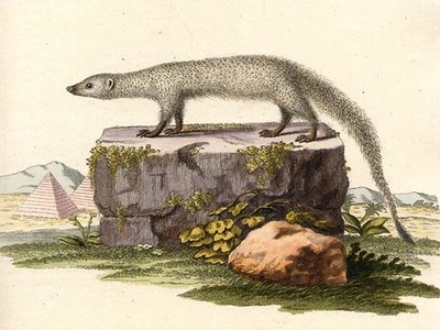 Egyptian mongoose