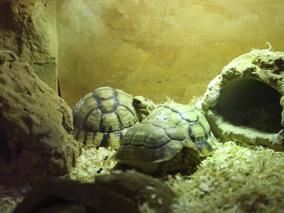 Egyptian tortoise