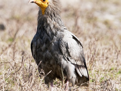 Egyptian vulture