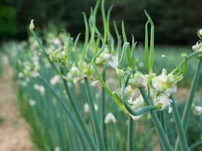 Egyptian walking onion