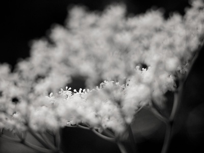 Elderflower / Elderberry