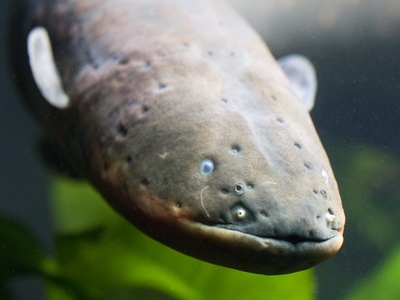 Electric eel