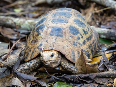 Elongated tortoise