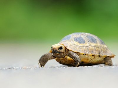 Elongated tortoise