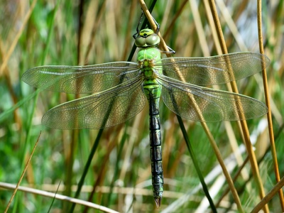 Emperor dragonfly