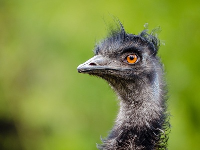 Emu