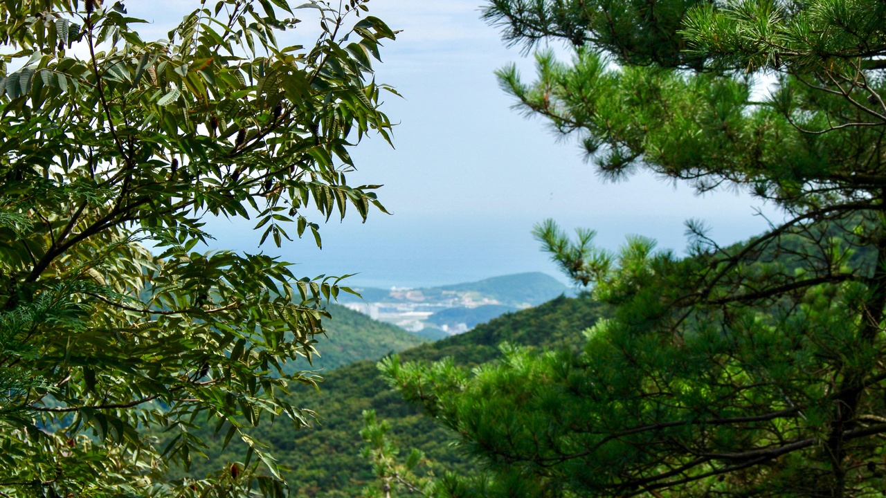 Mountain slope with endemic flowering shrubs and mixed temperate forest