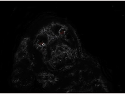 English Cocker Spaniel