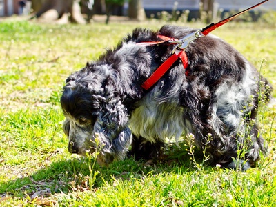 English Cocker Spaniel