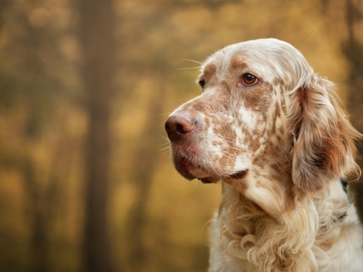 English Setter