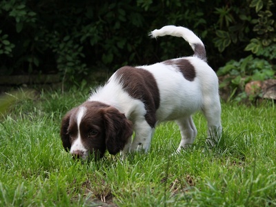 English Springer Spaniel