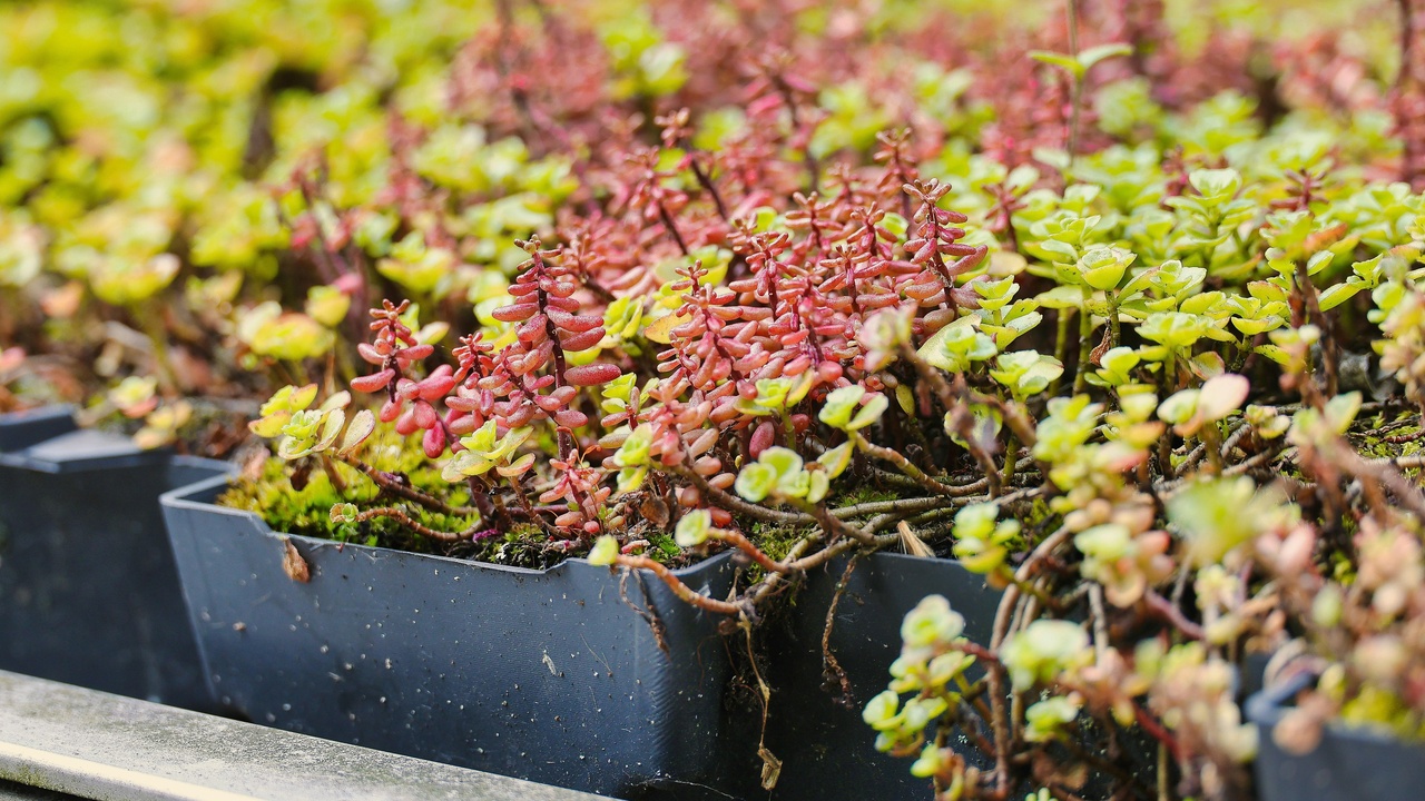 Pollinators visiting flowers in an urban garden