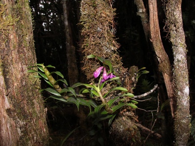Epiphytic orchid