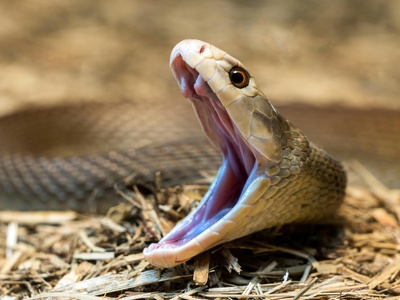 Equatorial spitting cobra