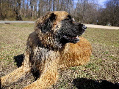 Estrela Mountain Dog