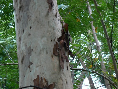 Eucalyptus (introduced)