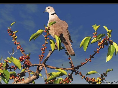 Eurasian collared-dove