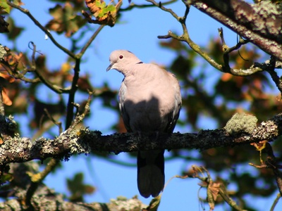 Eurasian collared-dove