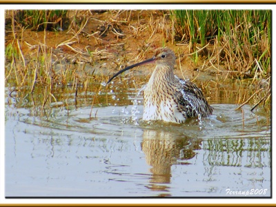 Eurasian curlew