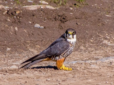 Eurasian hobby