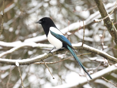 Eurasian magpie