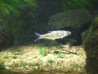 Eurasian minnow
