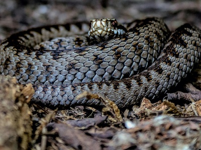 European adder