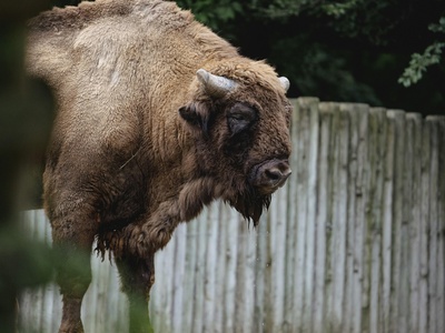 European bison