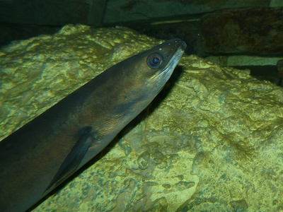 European eel