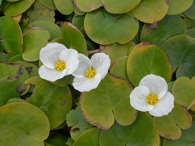 European frogbit