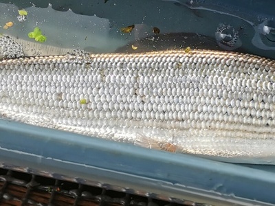 European grayling