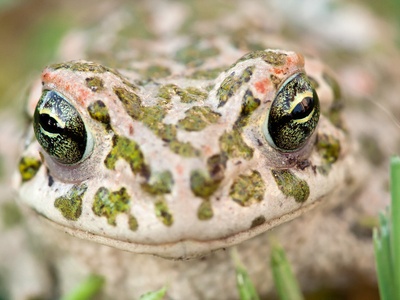 European green toad