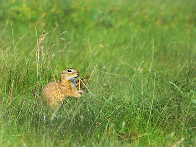 European ground squirrel (souslik)