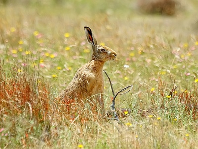European hare