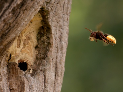 European hornet