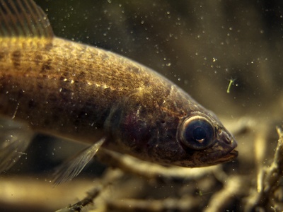 European mudminnow