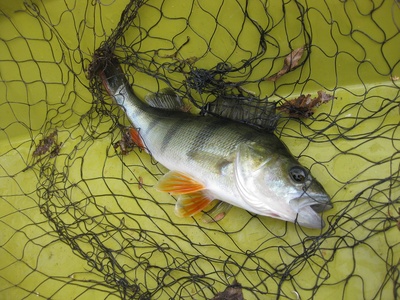 European perch