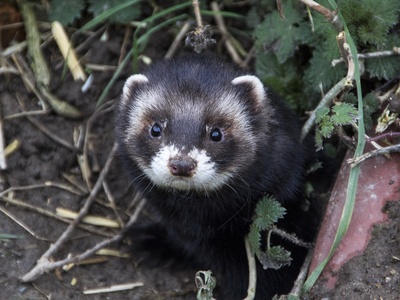 European polecat