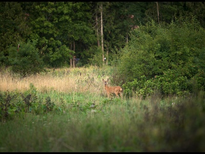 European roe deer