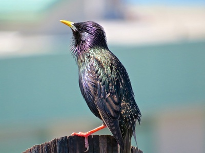 European starling