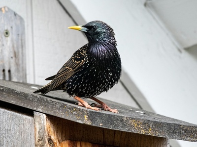 European starling