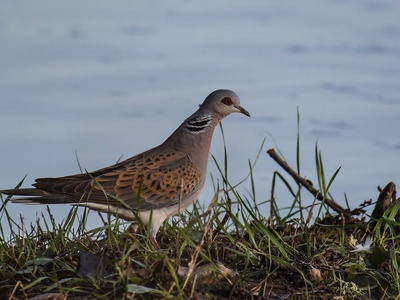 European Turtle Dove