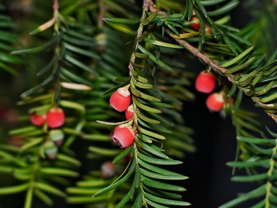 European yew