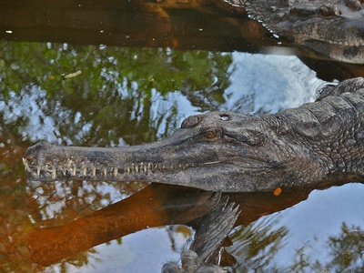 False gharial