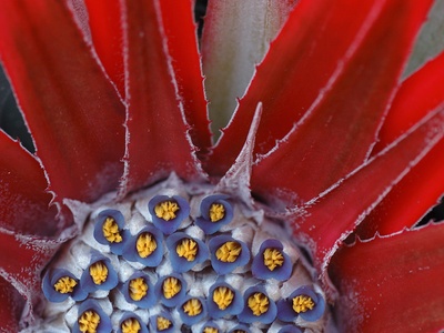 Fascicularia bromeliad