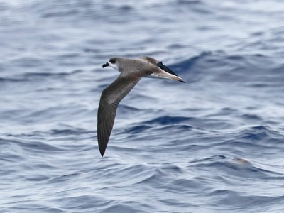 Fea's petrel