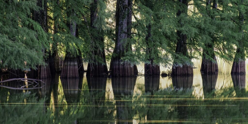 List of Swamp Trees - Flora Fauna Fun