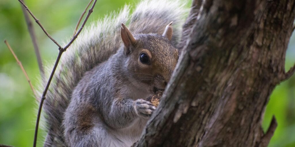 Rodent Presence Example List of Rodent Examples - Flora Fauna Fun