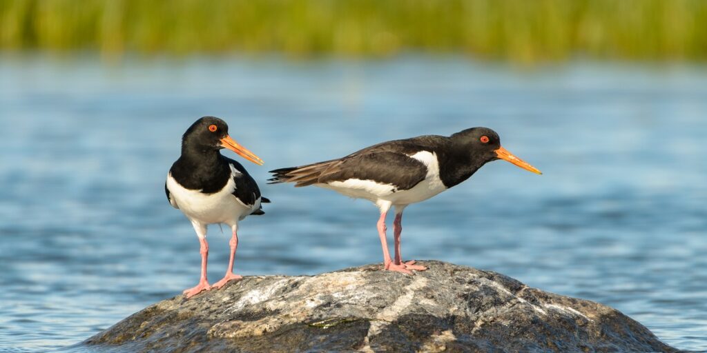 The Complete List of Birds of the Netherlands - Flora Fauna Fun
